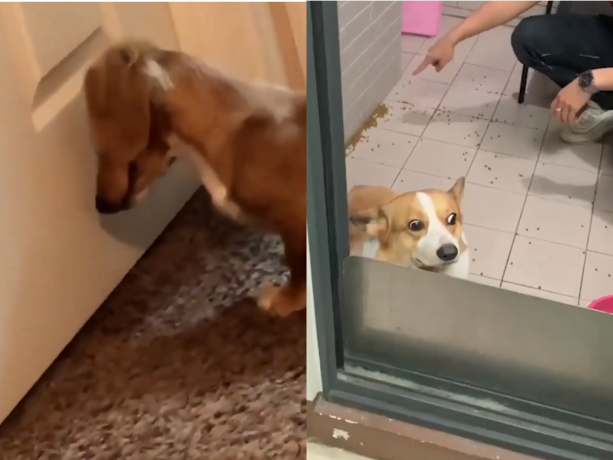 A French Bulldog and a Kong Toy